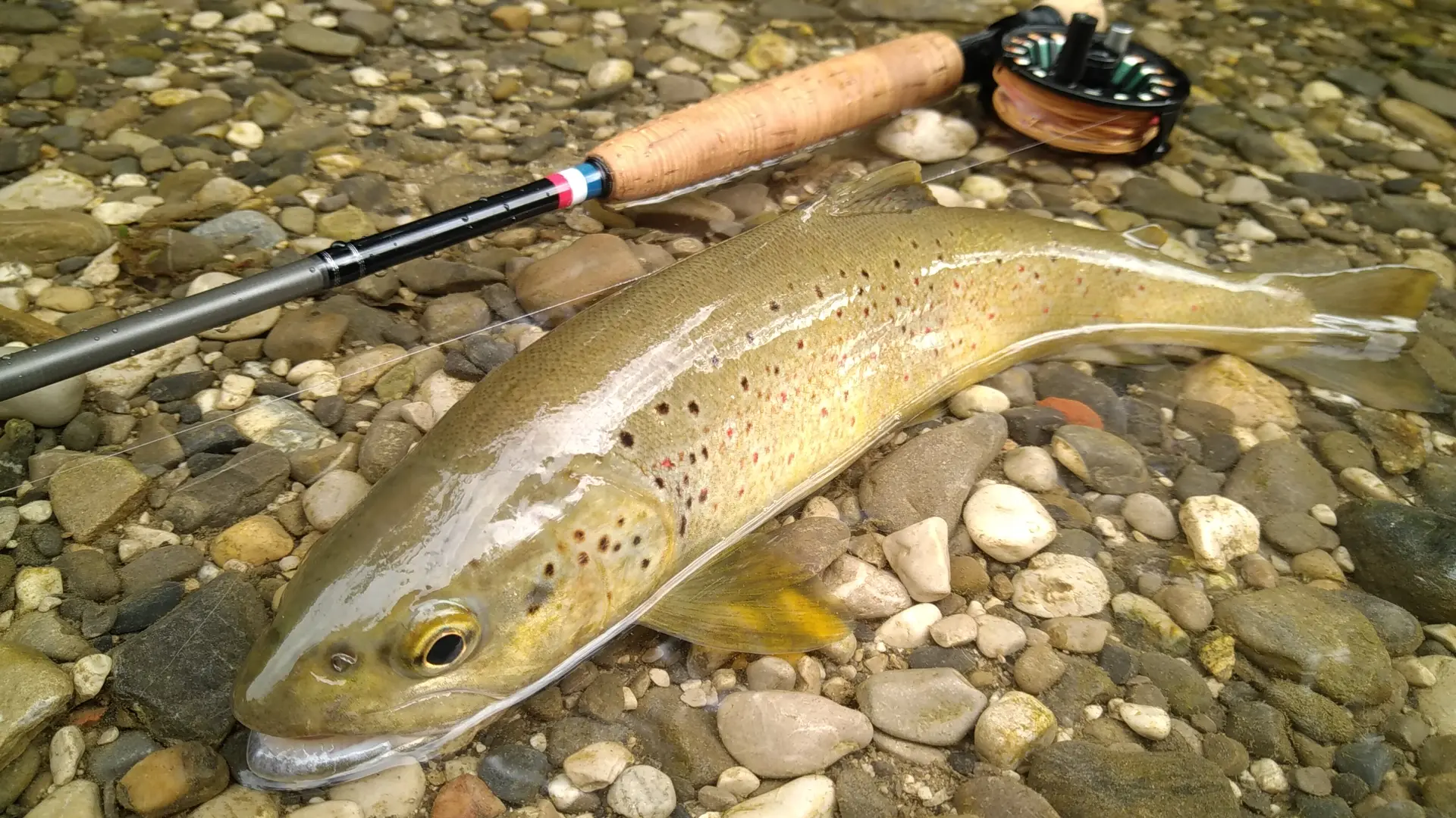 Truite fario pris à la mouche