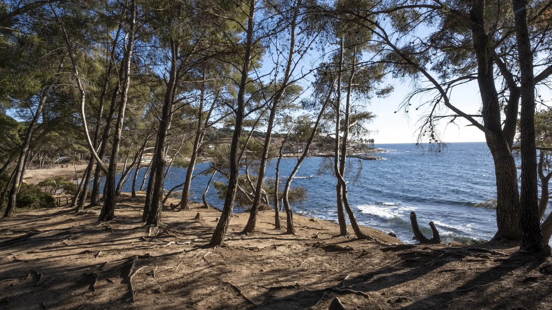 Saint-Asile Pine woodland