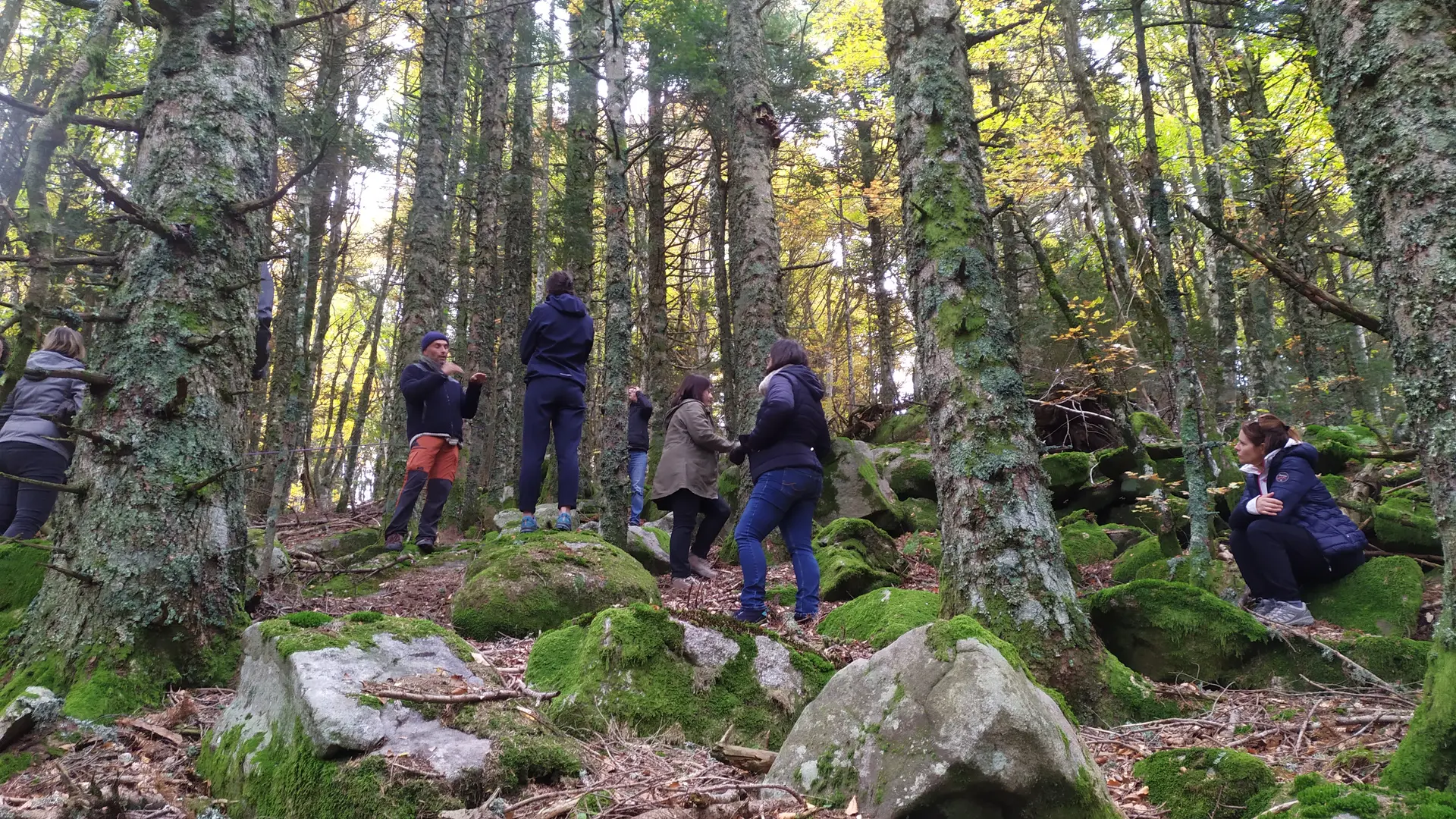 balade dans les bois