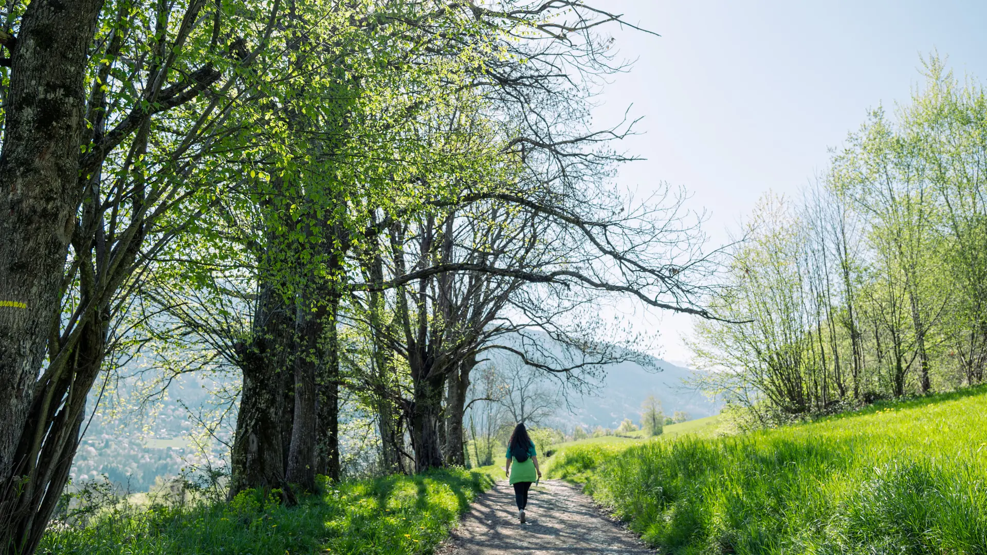 Le paysage présente un sentier de terre en pente douce, bordé d'herbe verdoyante et d'une rangée d'arbres feuillus sur la gauche, s'étirant vers un horizon lointain de collines et un ciel clair.