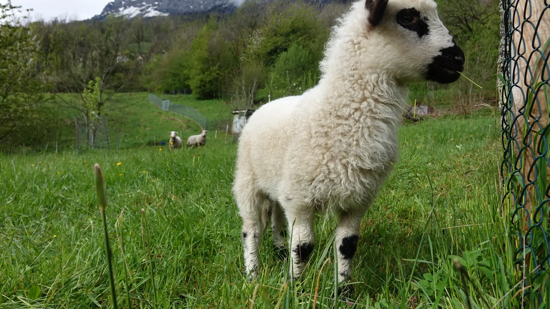Les petits derniers