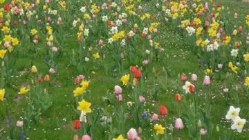 Champ de foire fleuri
