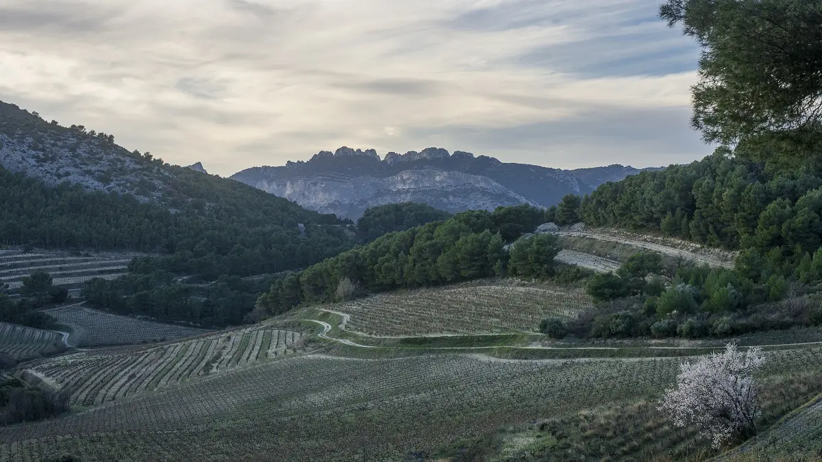 Les dentelles de montmirail