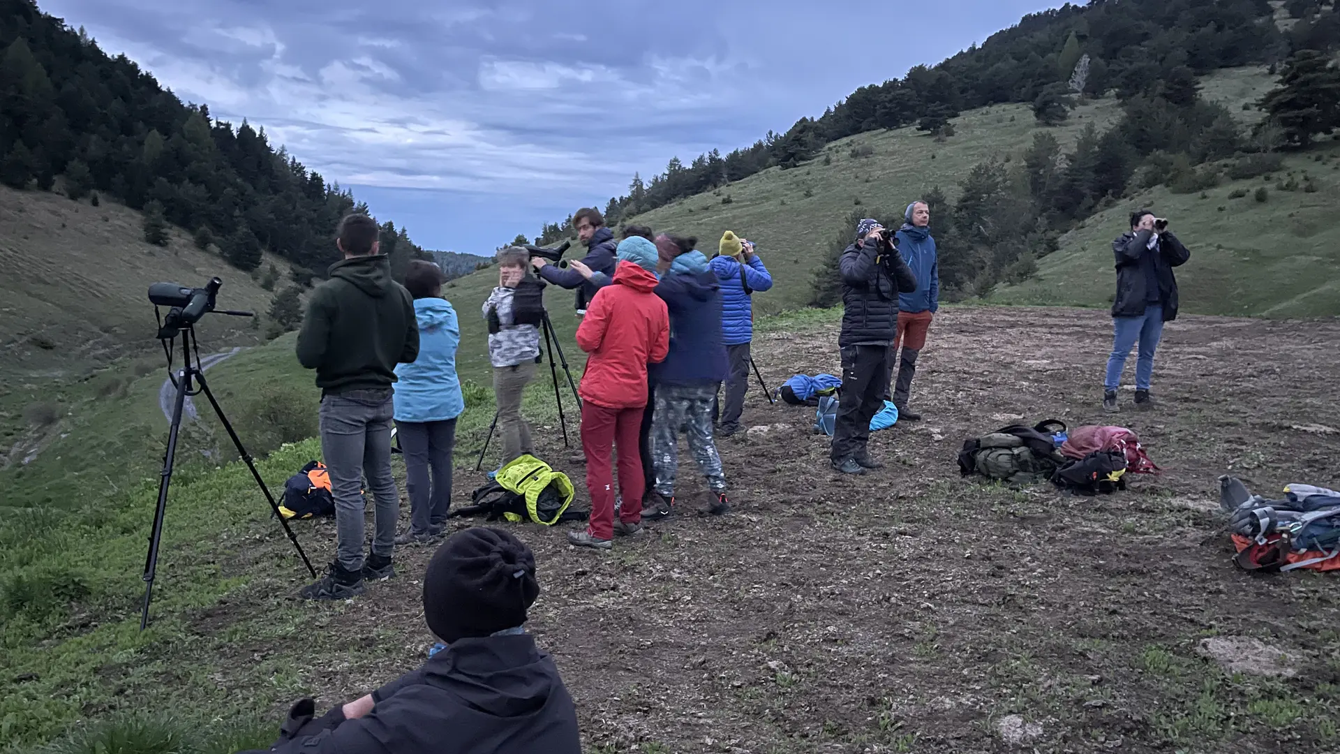 Observation Tétras Lyre