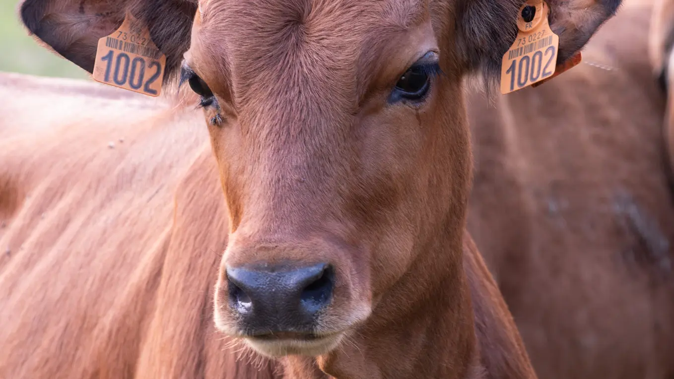 Vache - Christine Pascal - Photographe nature