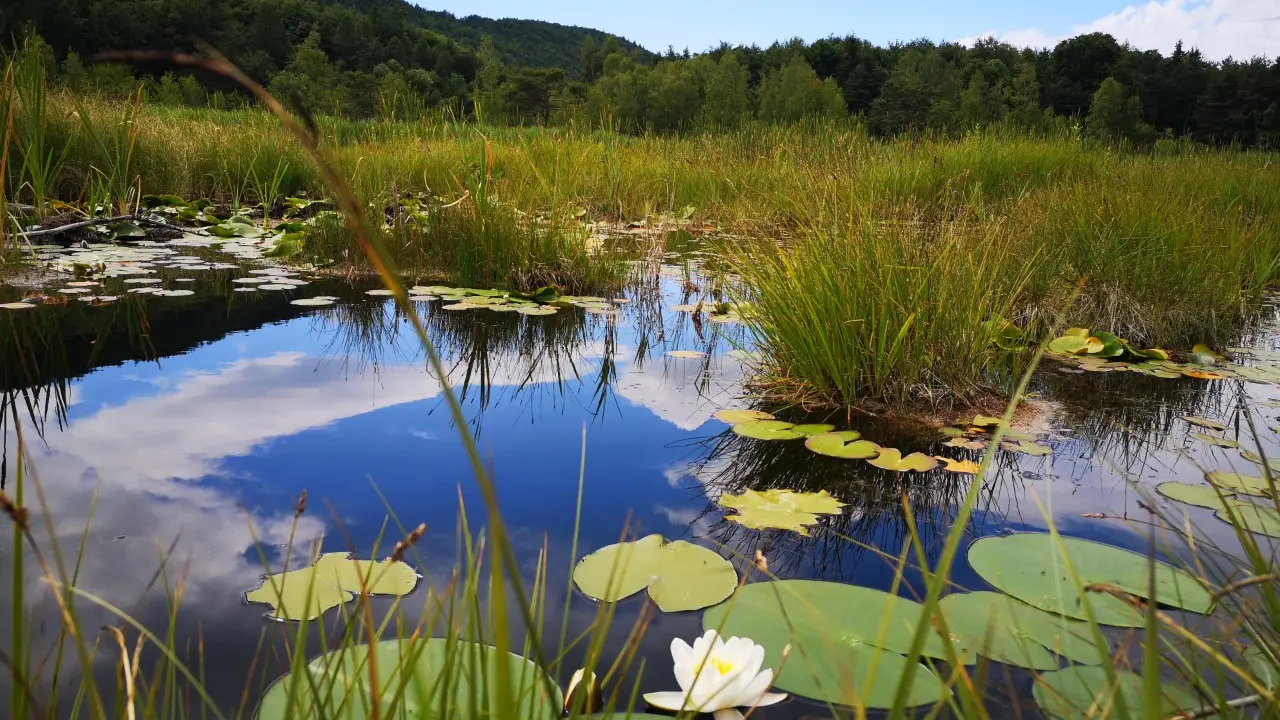 Le Lac de Saint-Léger