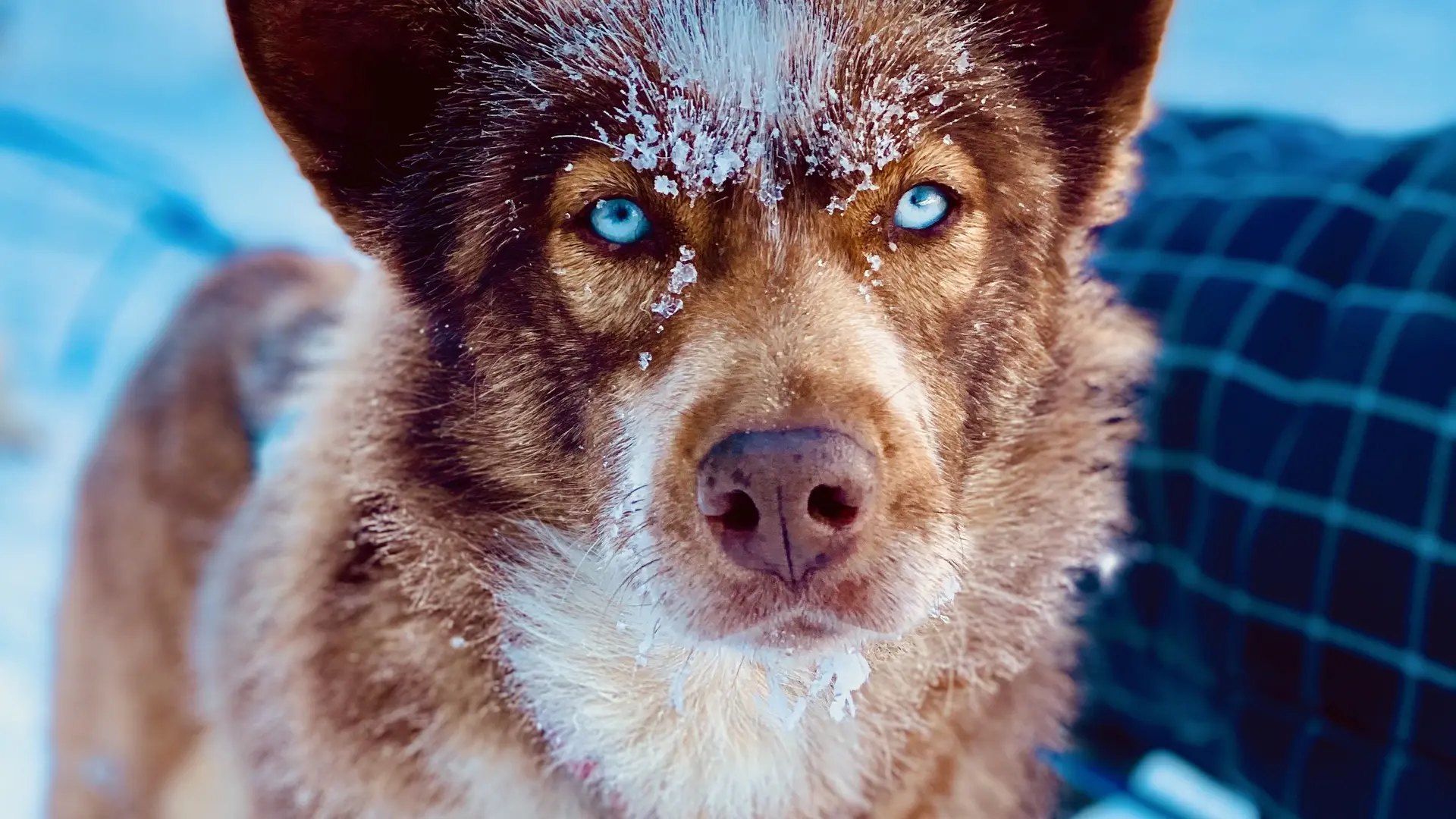 Chien de traîneaux