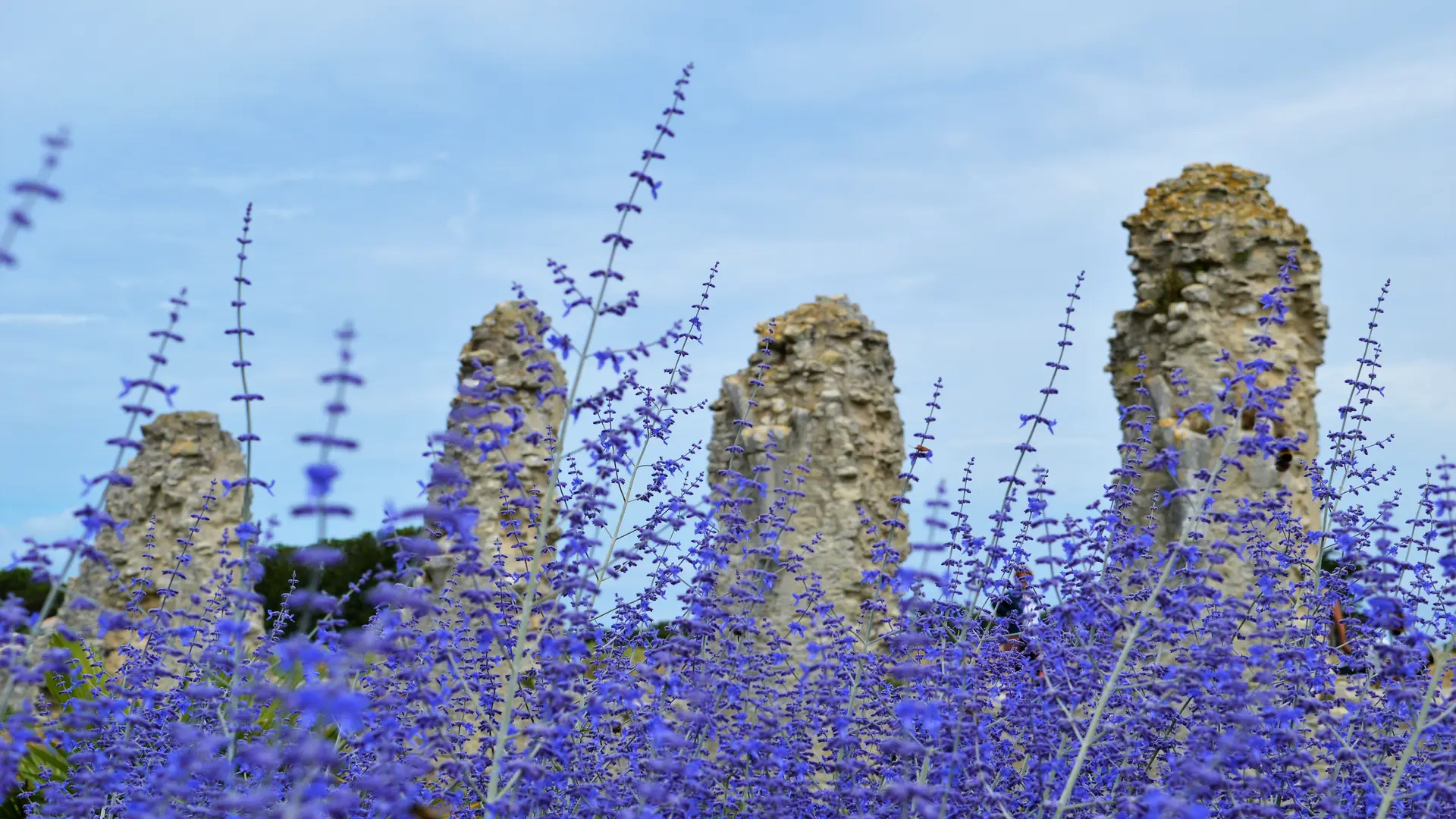 Les ruines de l'abbaye des Châteliers embellie par la lavande