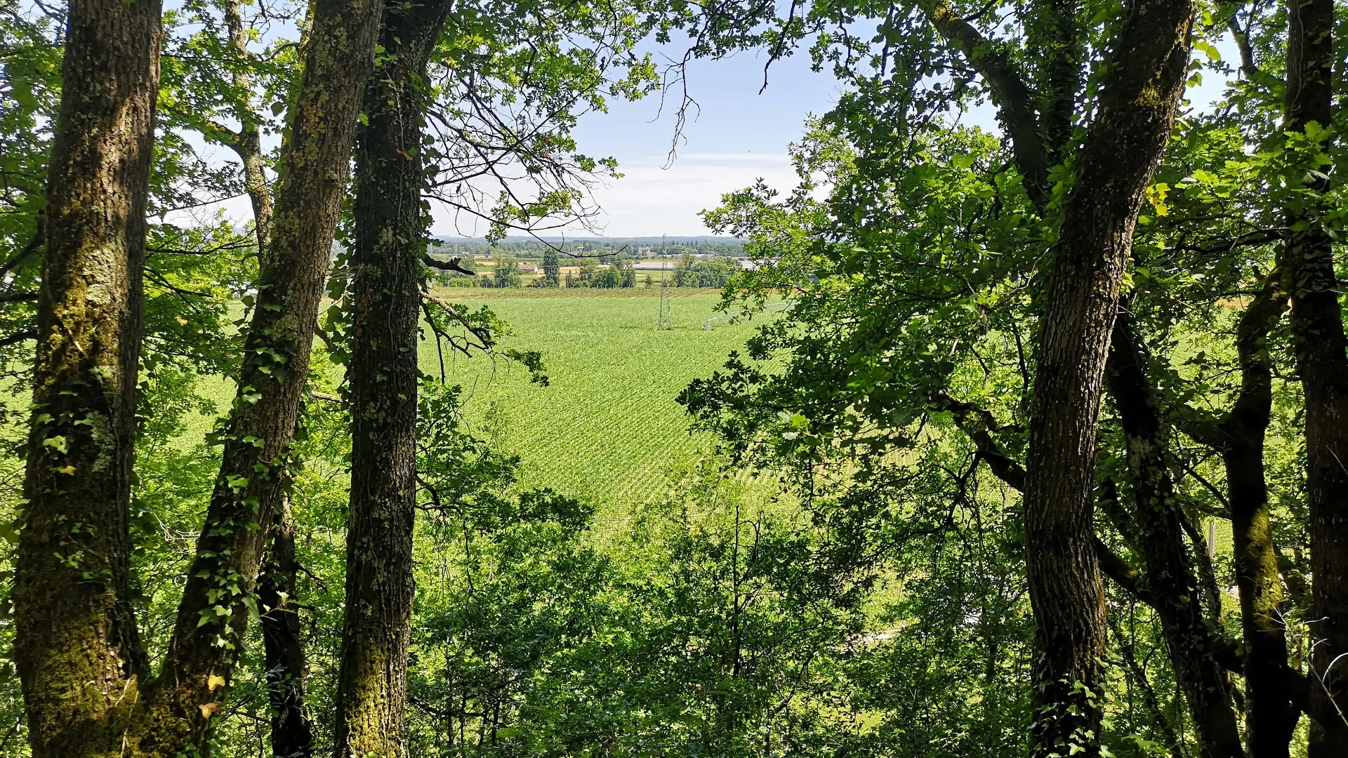 Vue d'un  sentier