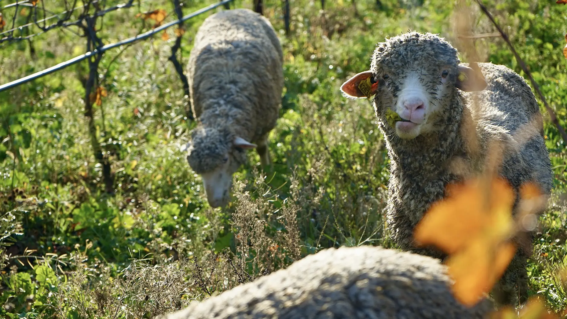 Domaine des Alpilles_Aureille