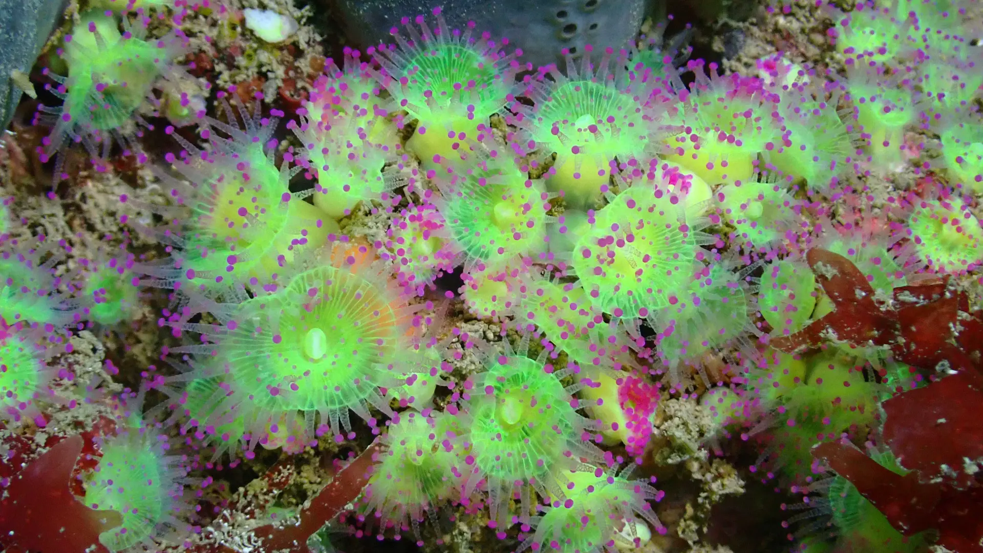 Anemonen - Standort: Die Bögen