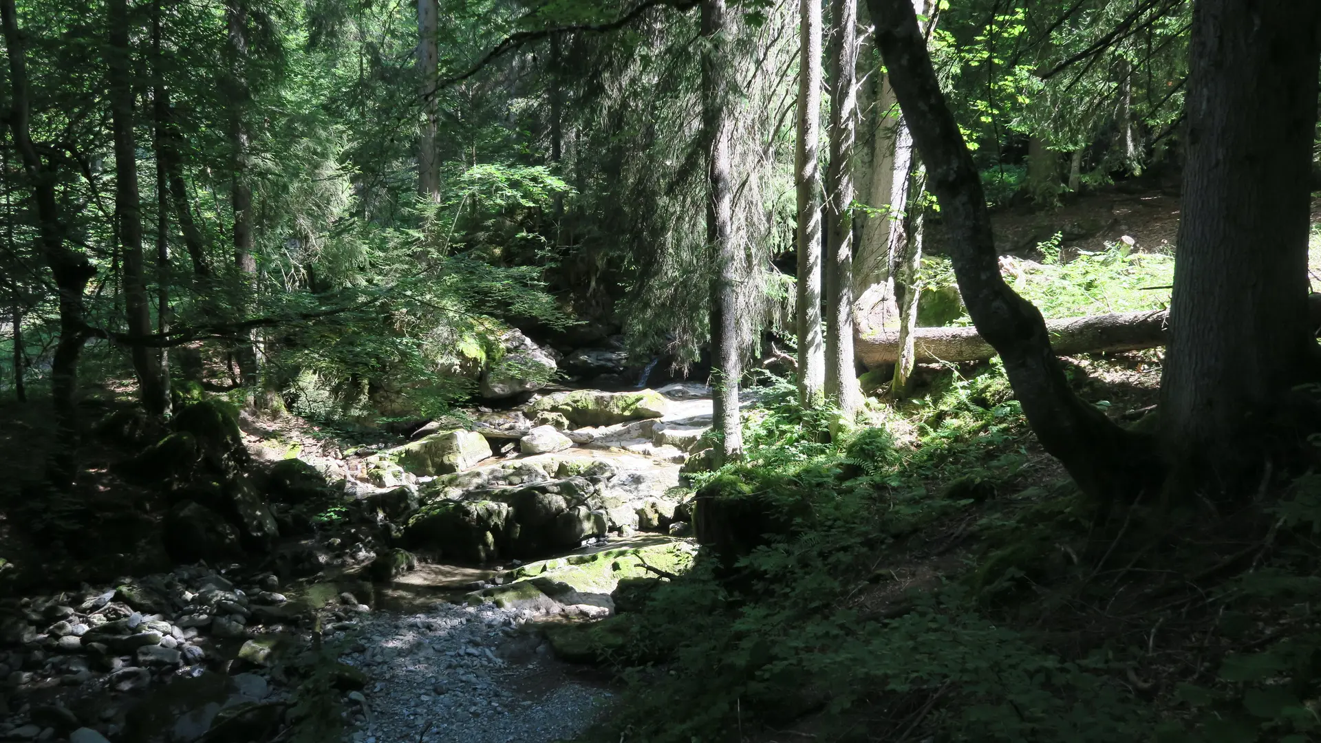 Dans la forêt d'Ardent