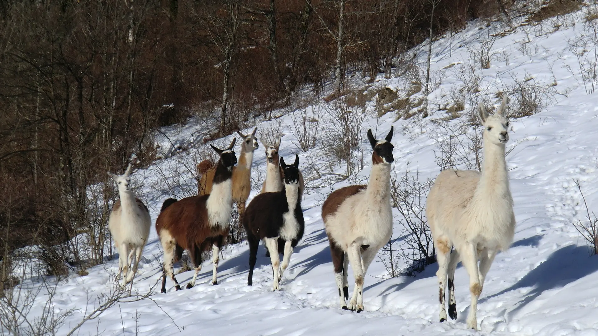 groupe de lamas dans la neige