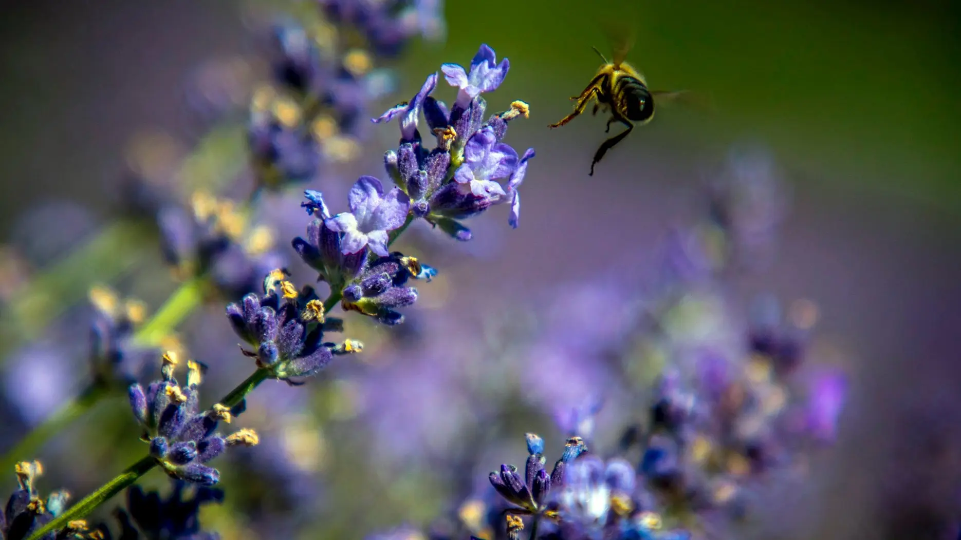 Les abeilles butinent