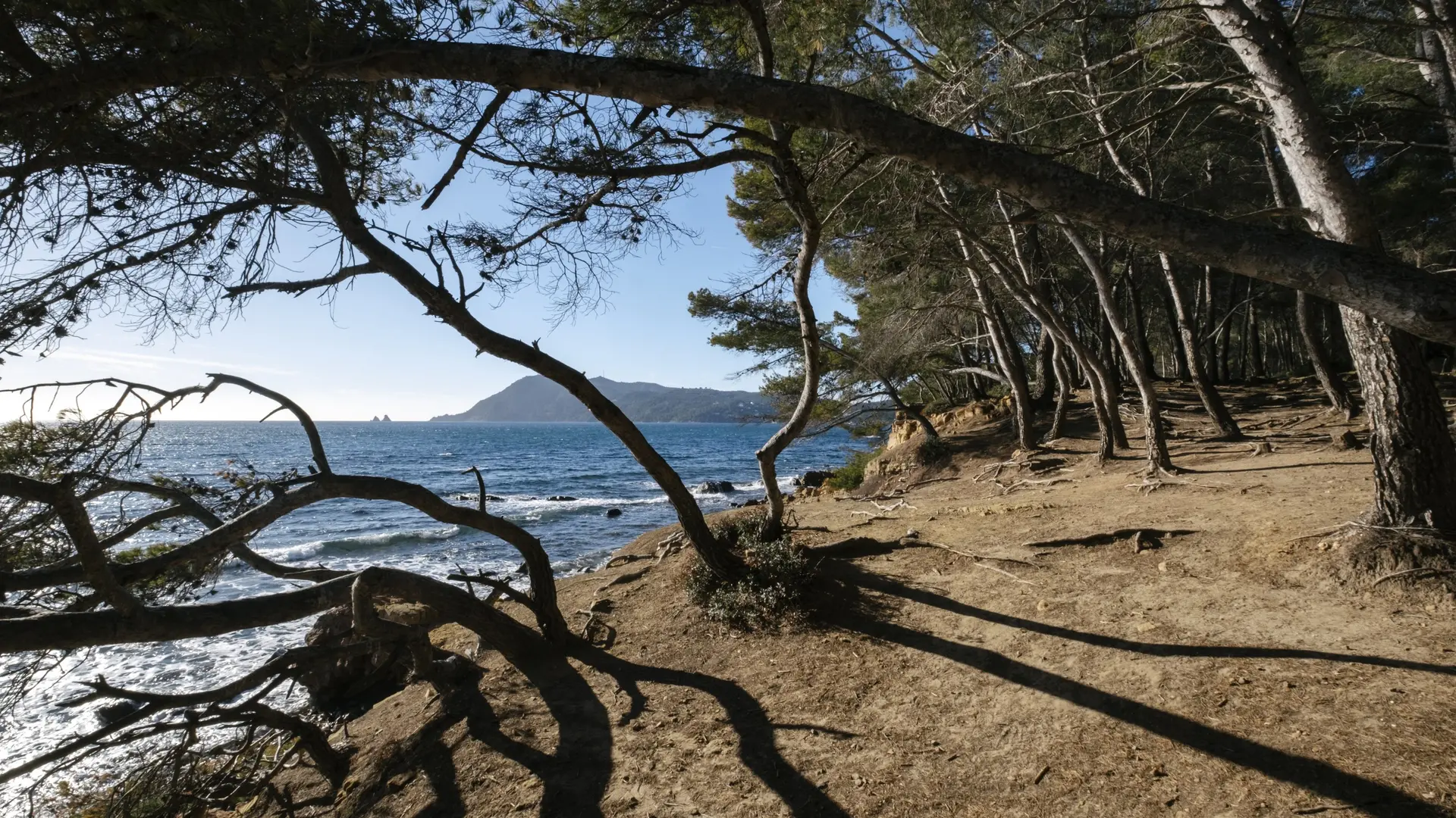 Saint-Asile Pine woodland