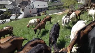 Chèvre en paturage