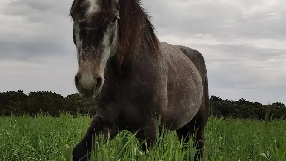 Haras des Evières