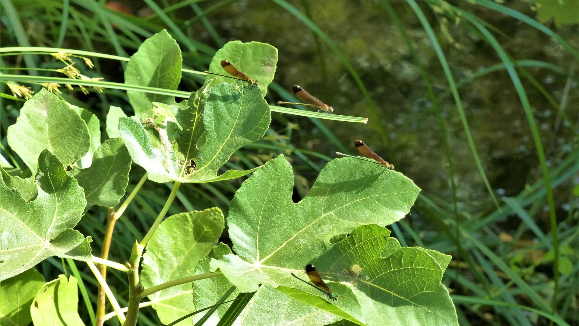 Libellules au-dessus du gaudre du Trible