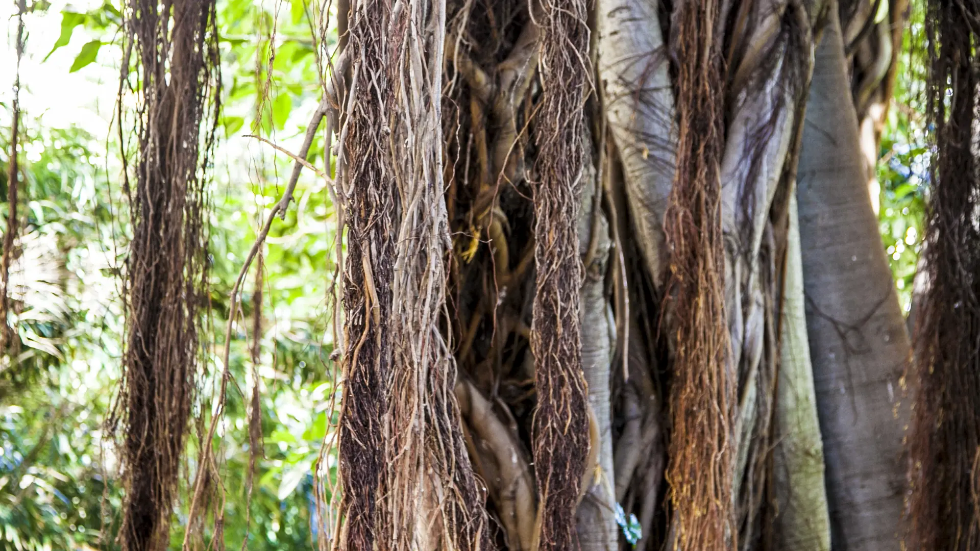 Ficus macrophylla