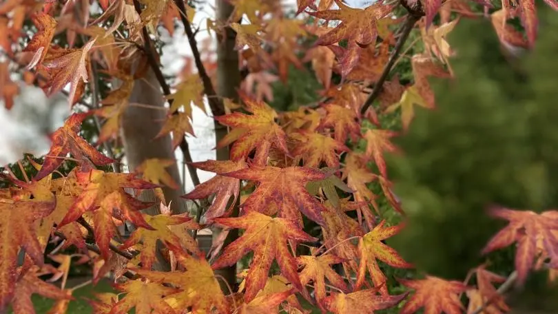 LES ETOILES D AUTOMNE