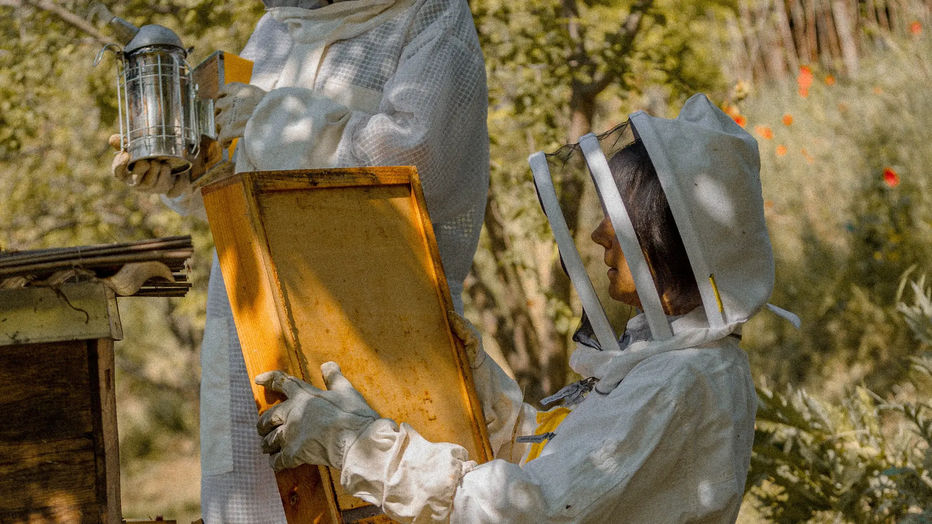 Nos abeilles