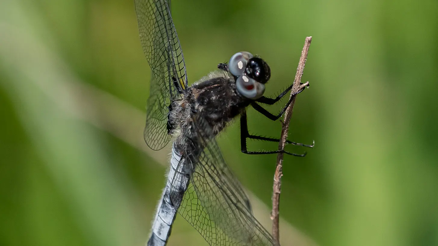 Christine Pascal - Photographe nature Aiguebelette