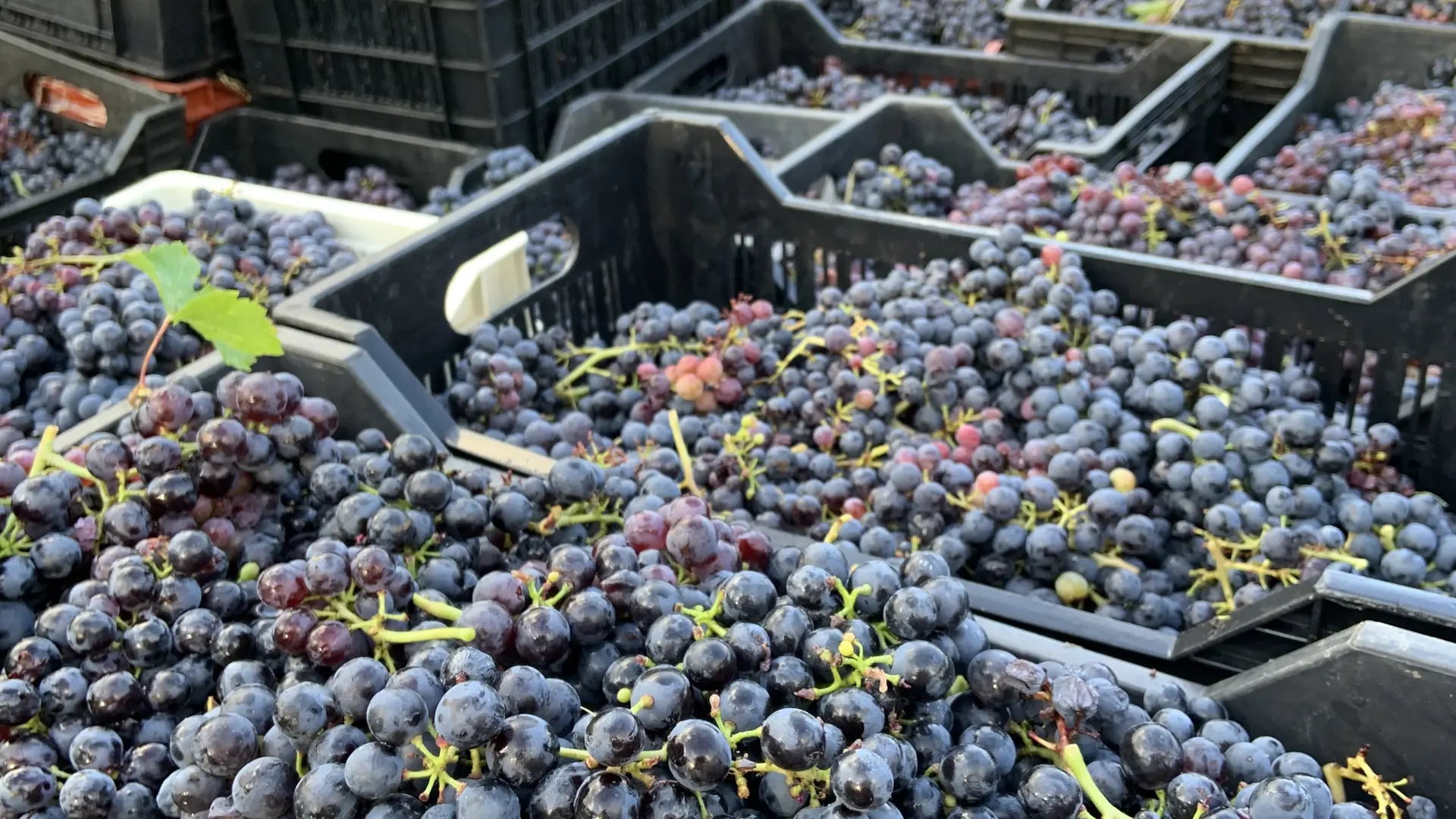 Vendanges