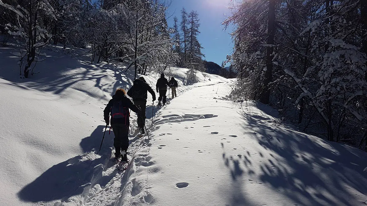 Sur les traces du Loup