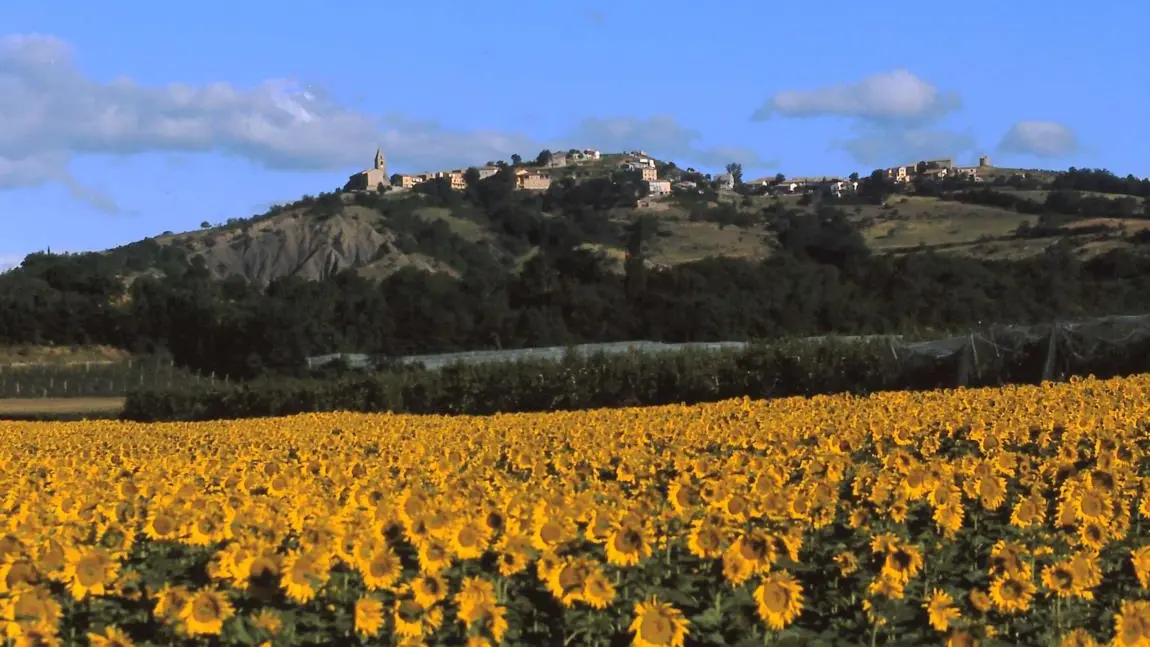 Upaix et ses tournesols