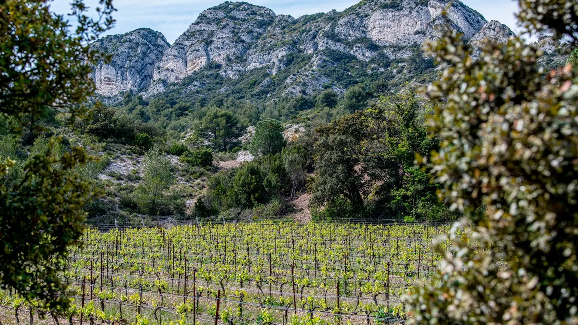 Wine estate Domaine de la Vallongue Eygalières vineyards