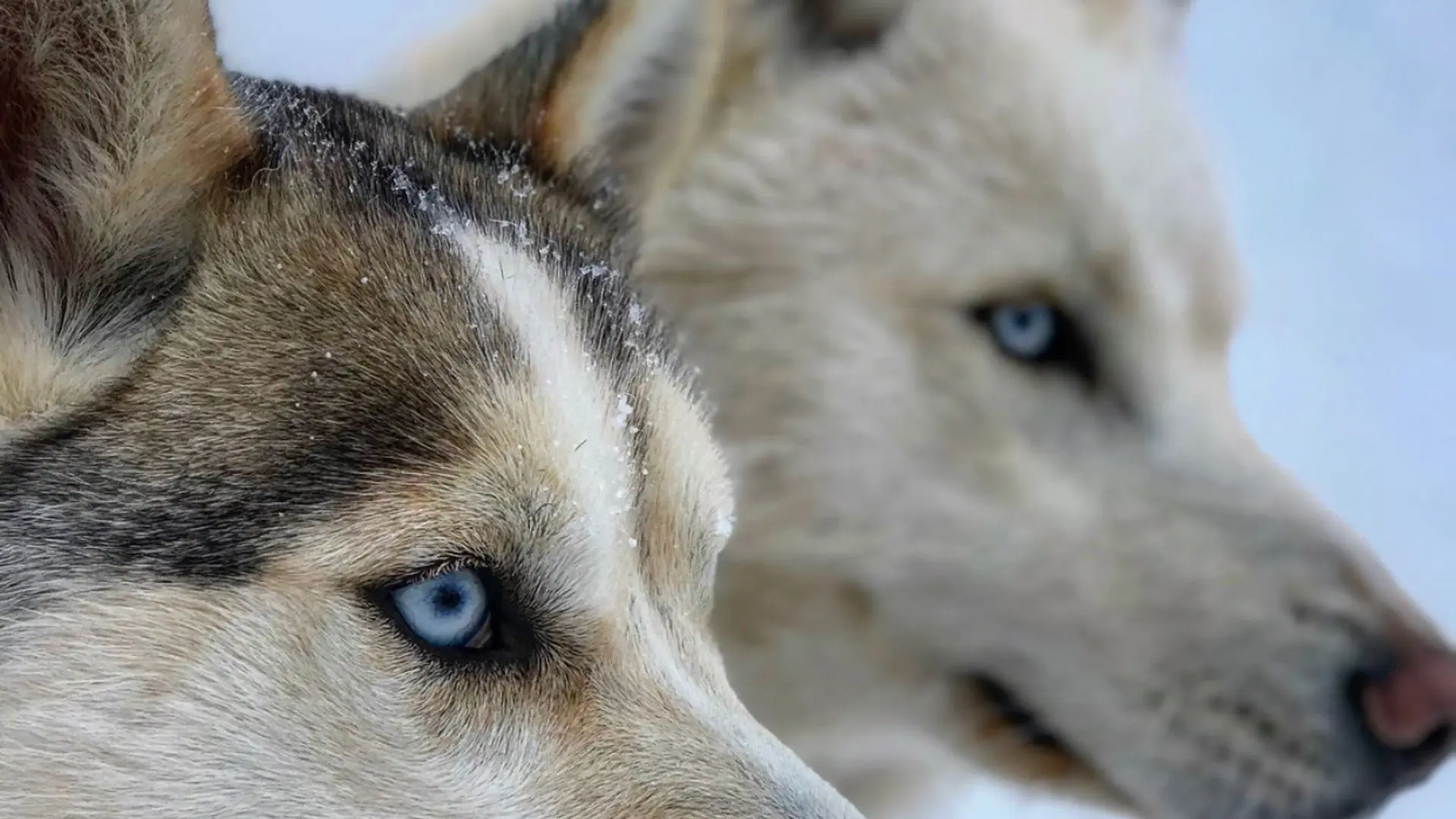 Deux chiens husky
