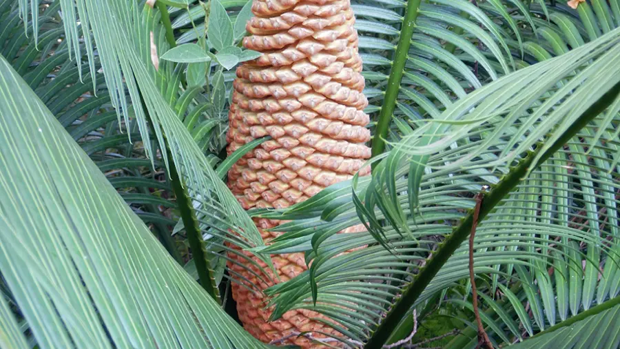 Cycas male