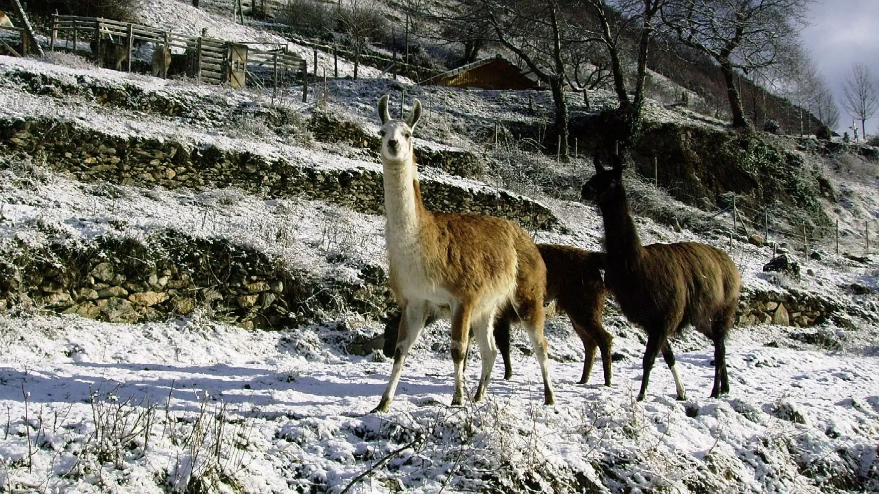 2 lamas dans la neige