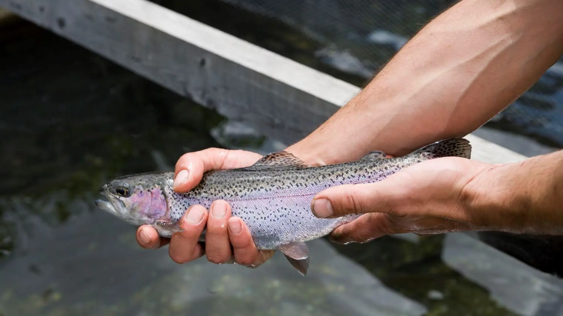Commerces de Névache - vente directe