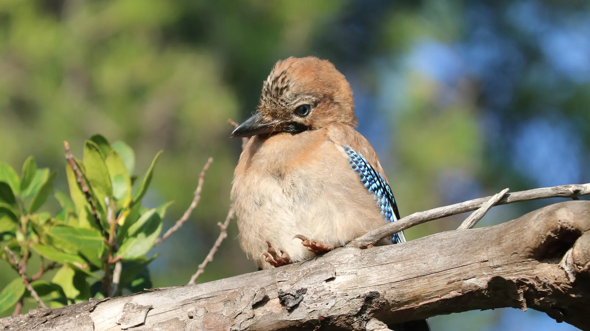 Activité enfants « Traces et indices des animaux en hiver »_Rayol-Canadel Sur Mer