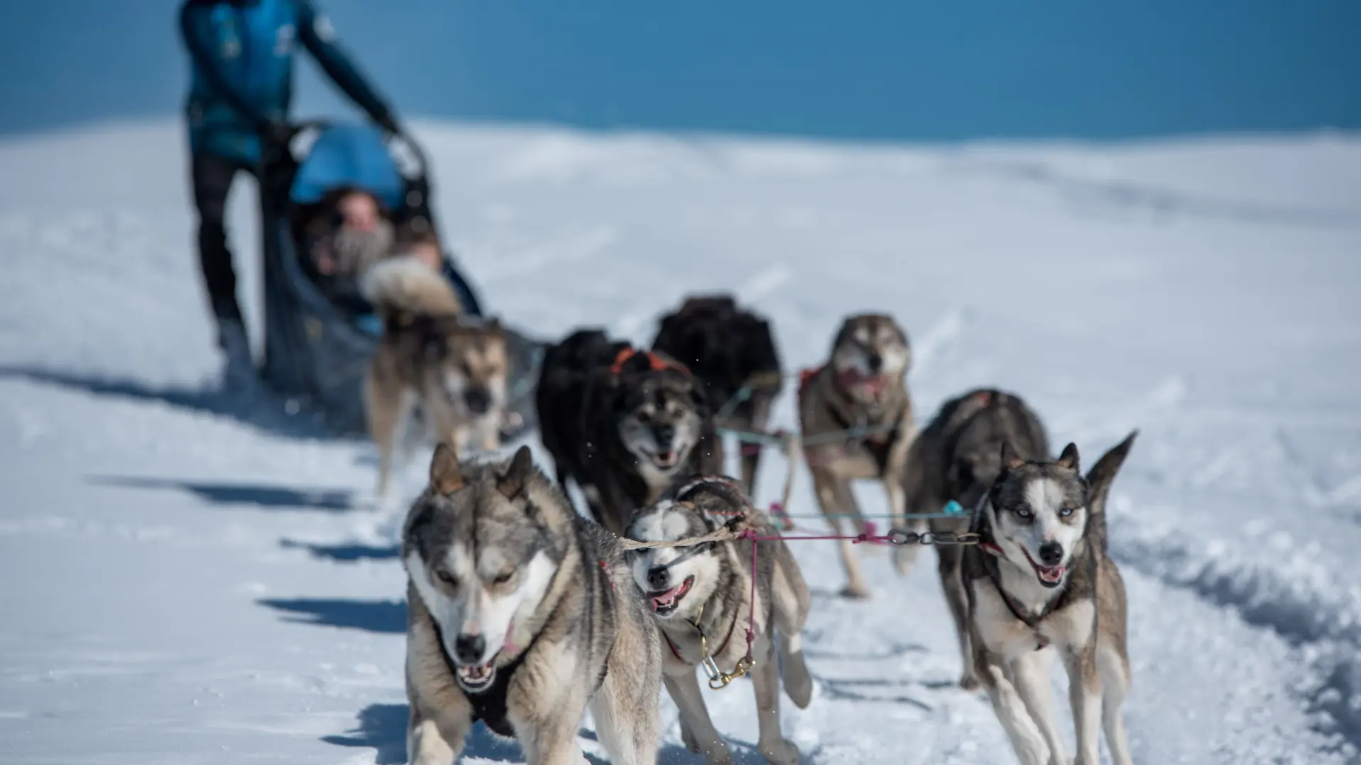 chiens de traineau