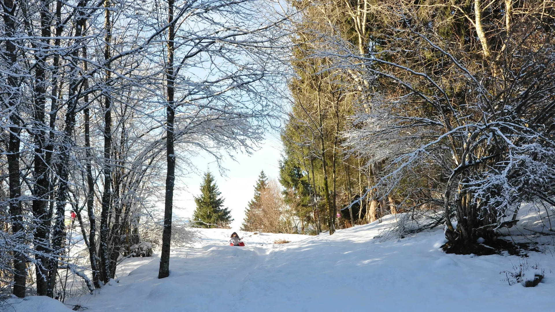 Dans la forêt