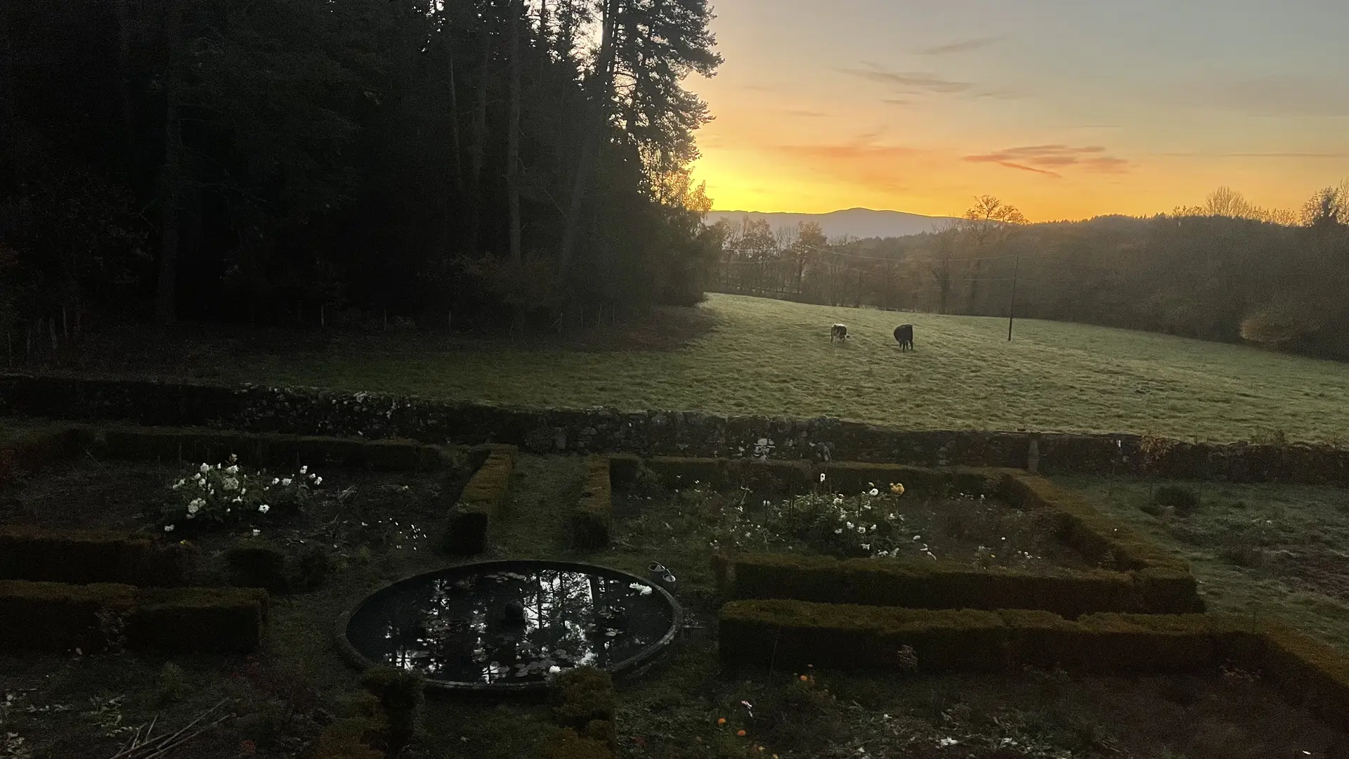 lever de soleil vu des fenêtres des chambres : bassin, dahlias, pins sylvestres et et Ubu et Berlu émergent de l'ombre