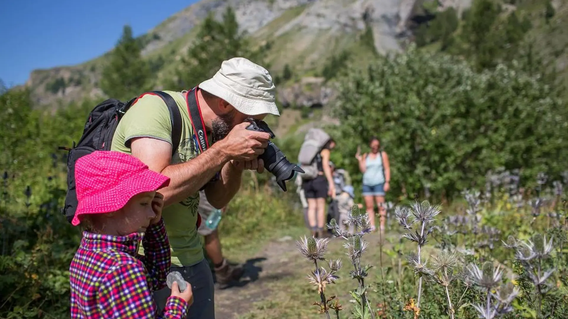 Vallon du Fournel - Chardons bleus