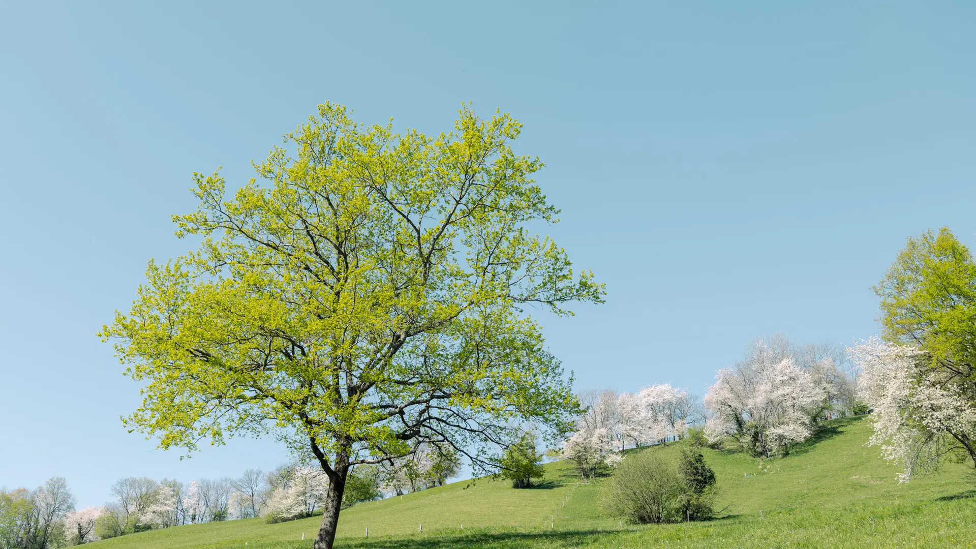 L’image montre une grande prairie en pente douce avec un arbre feuillu isolé au premier plan, quelques buissons et arbres en arrière-plan, et un ciel bleu clair sans nuages.