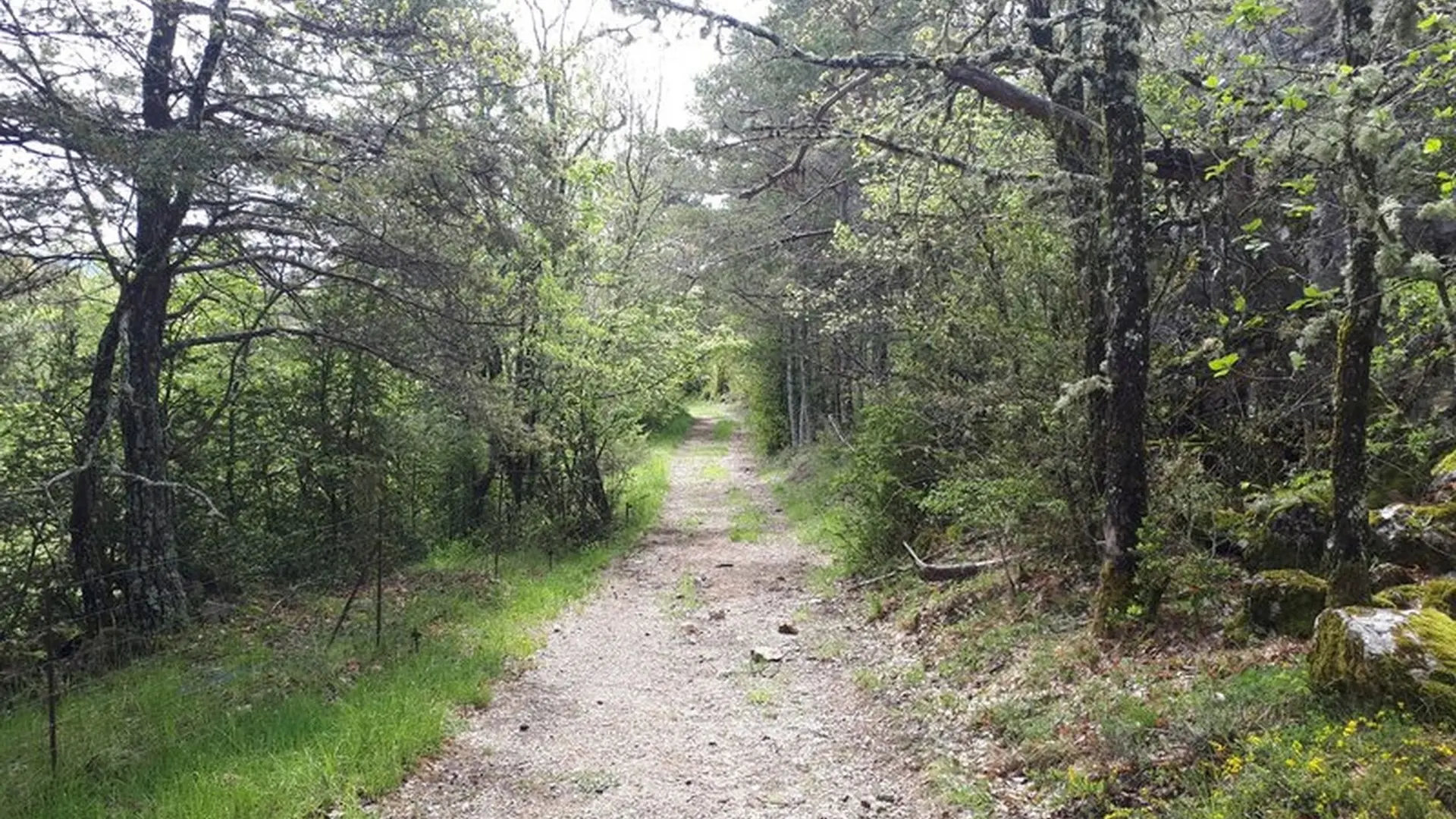 Petit sentier bordé de végétation typiquement méditerranéenne