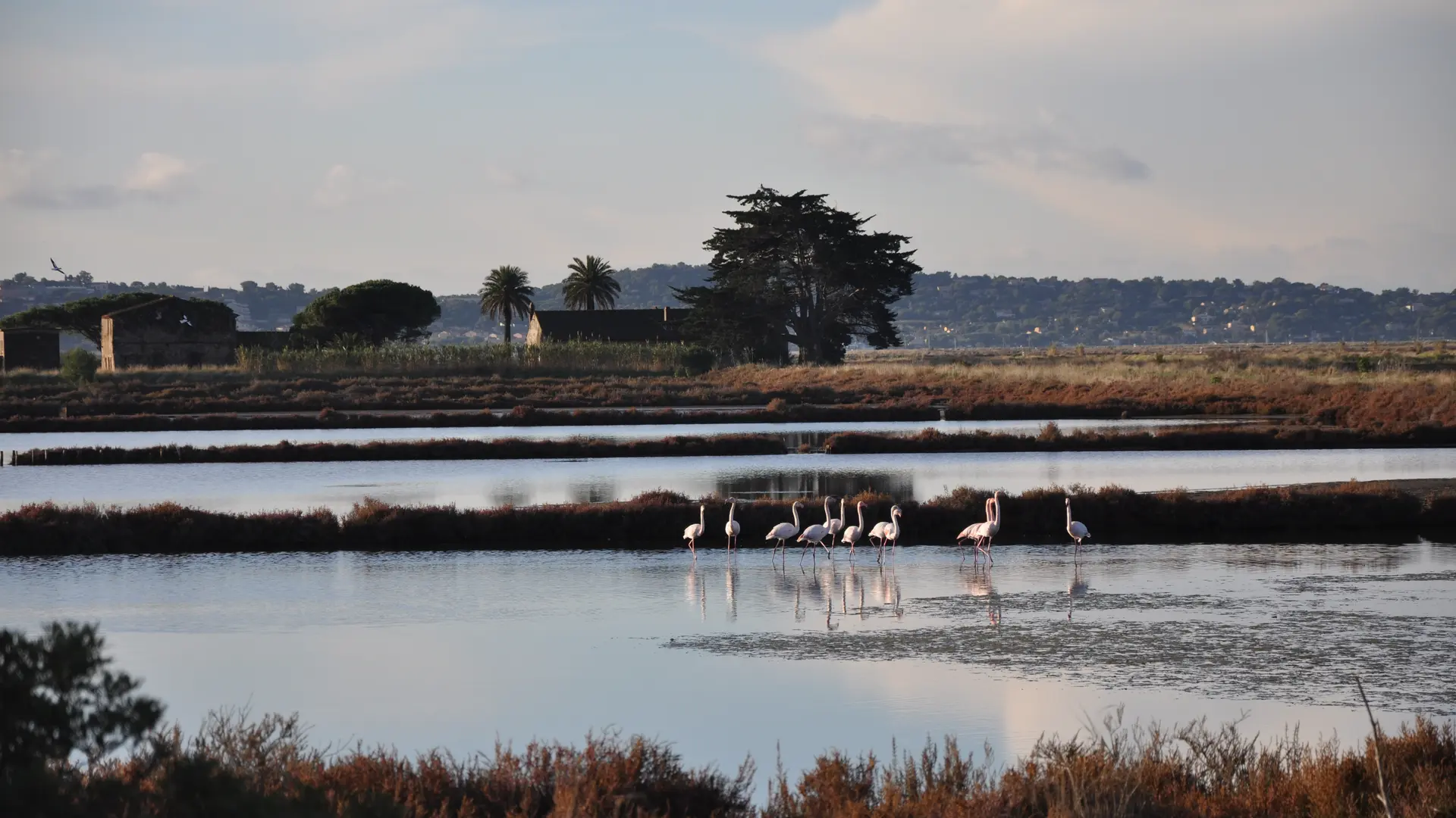 lpo observation des oiseaux visites salin des pesquiers