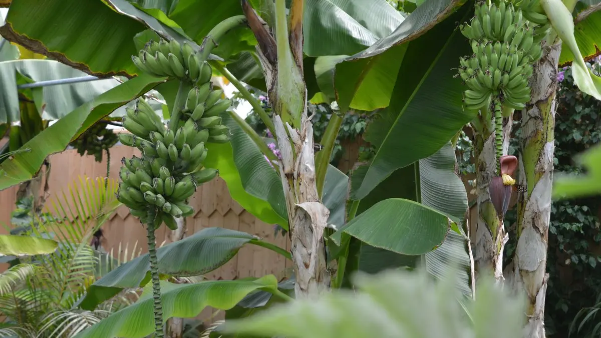 Carbet Amazonien, ferme aux papillons