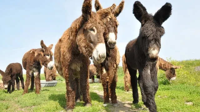 Elevage de Baudets du Poitou