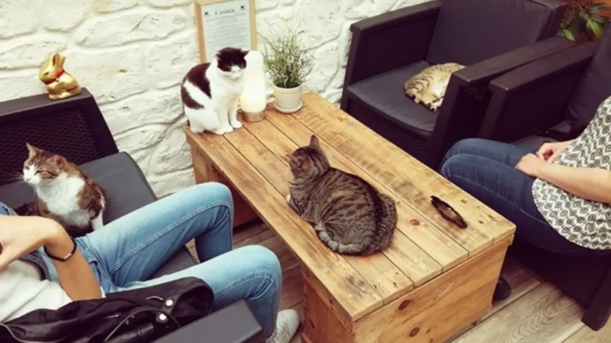 La Compagnie des Chats