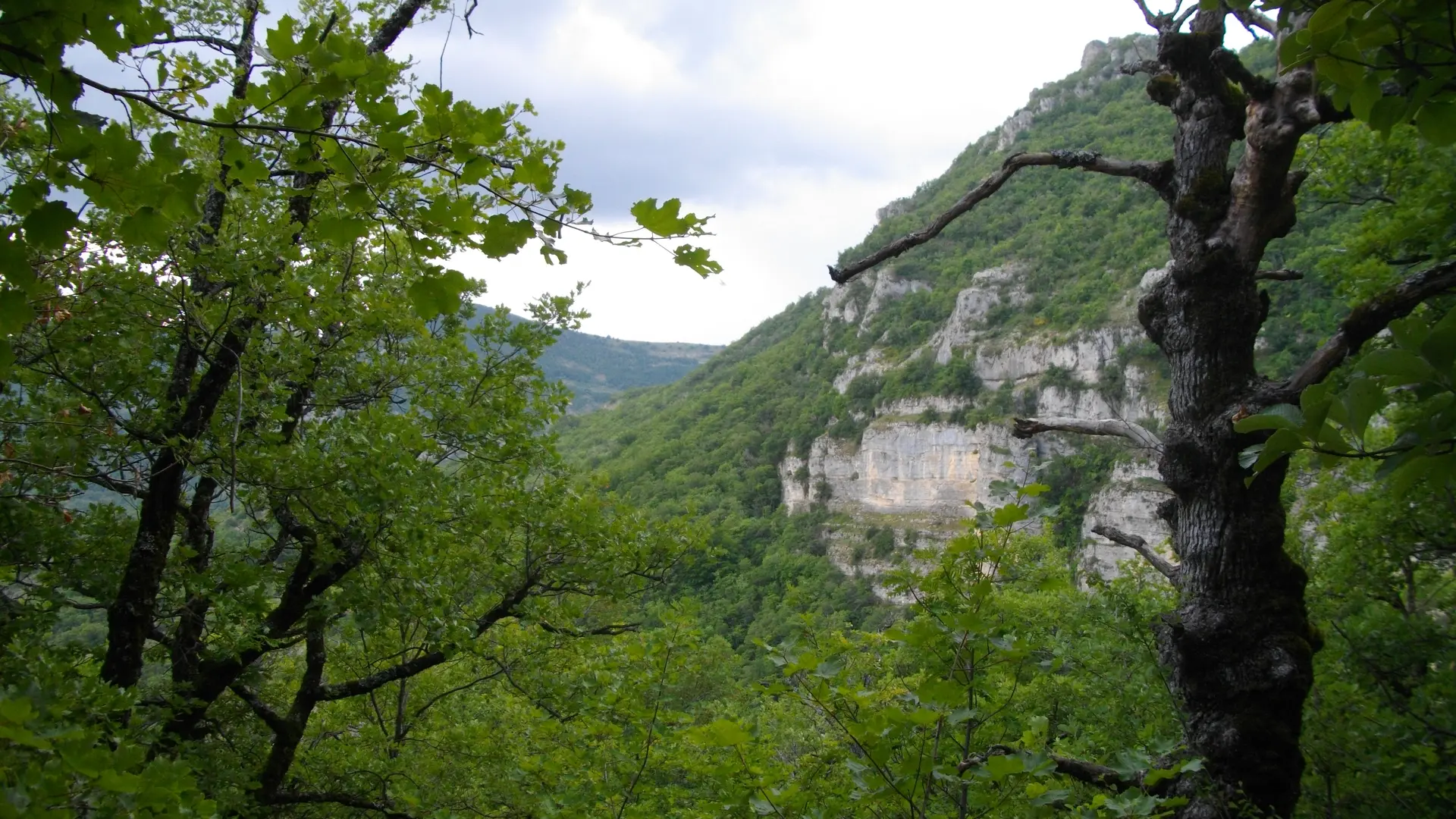 Les chênaies sur Val Buëch Méouge