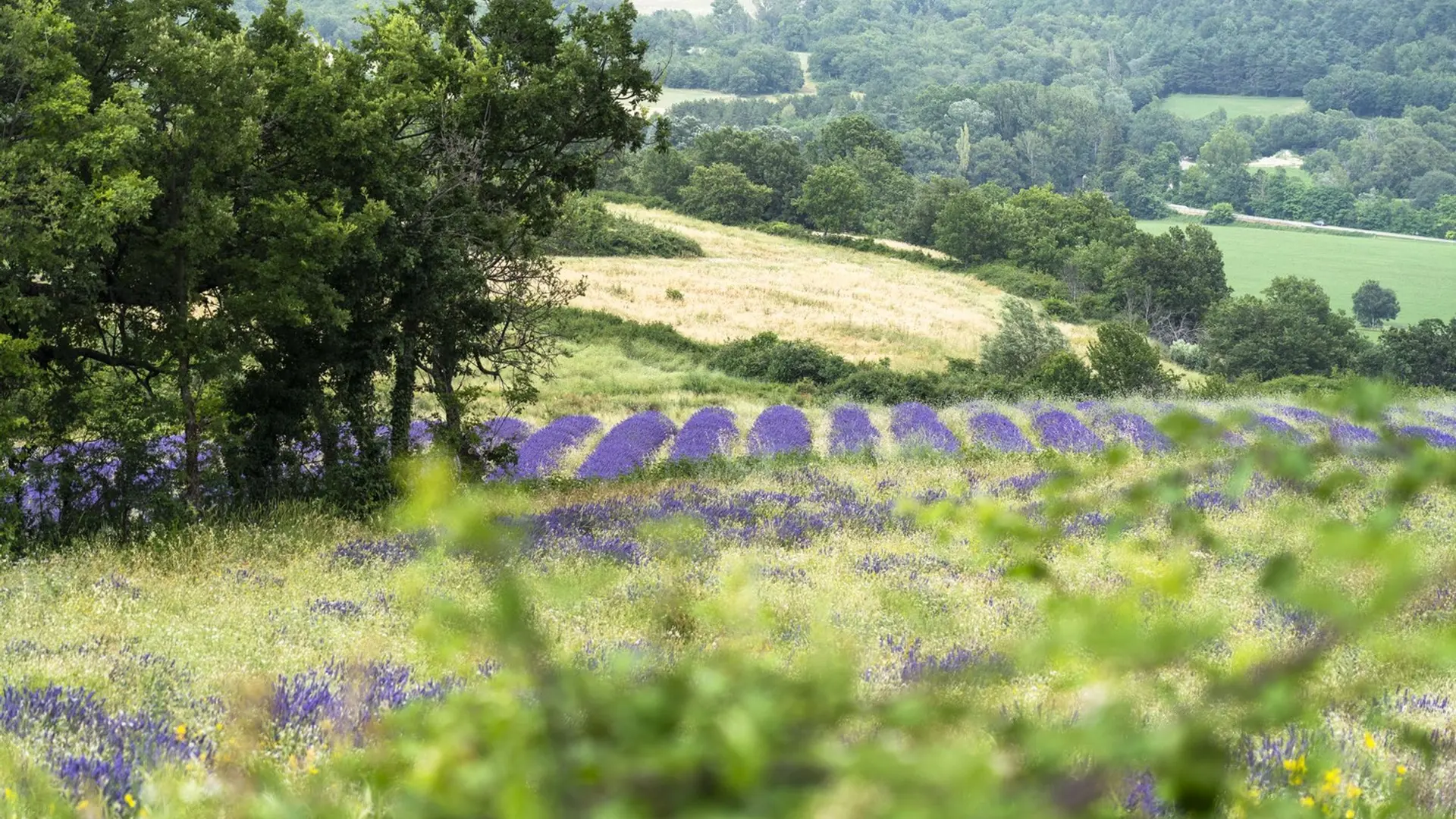 Lavandins et céréales