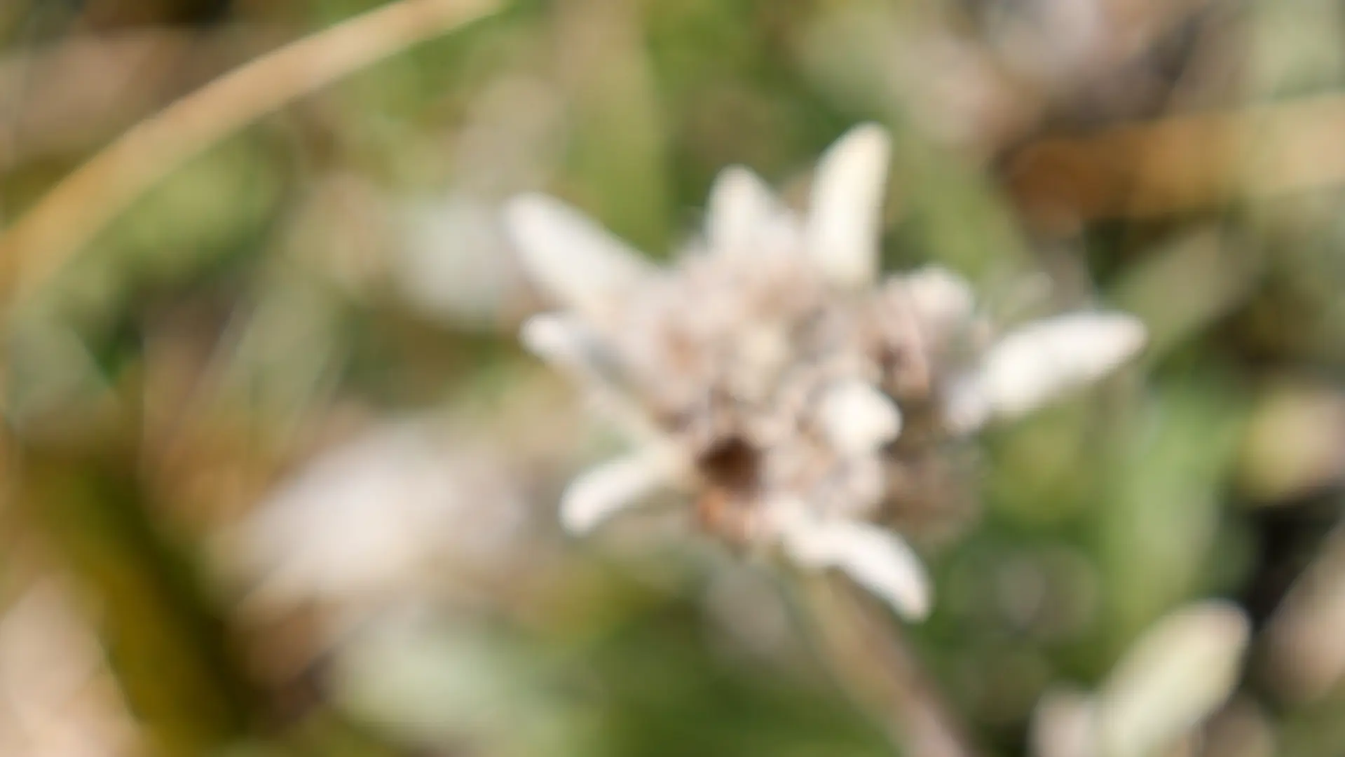 Boucle du signal de La GRave