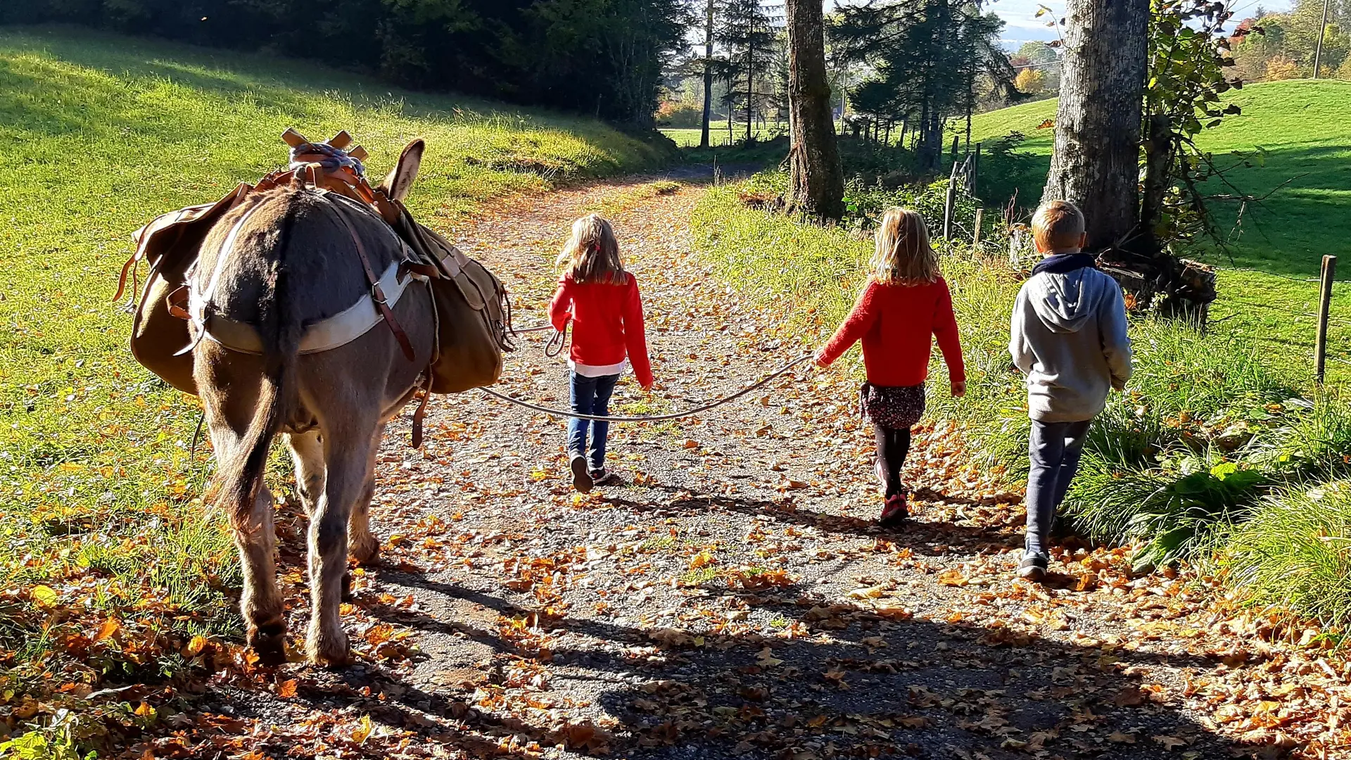 Balade avec les ânes