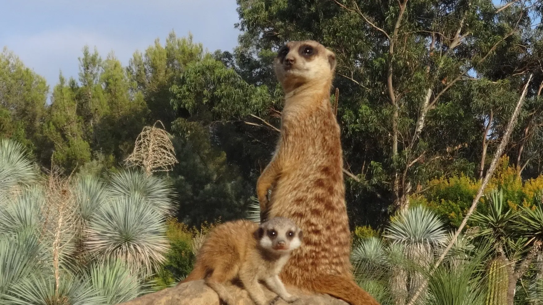 Suricates